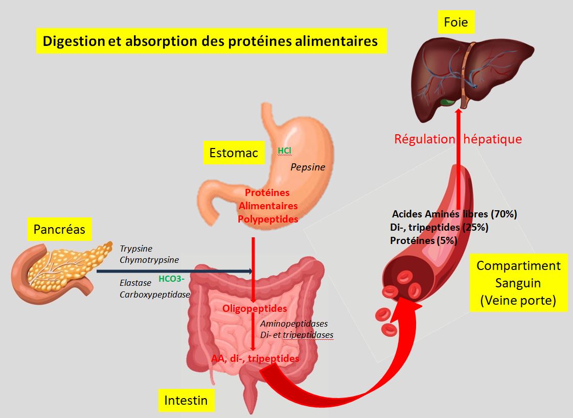 Digestion et absorption des protéines 2 Sapiens Cursor